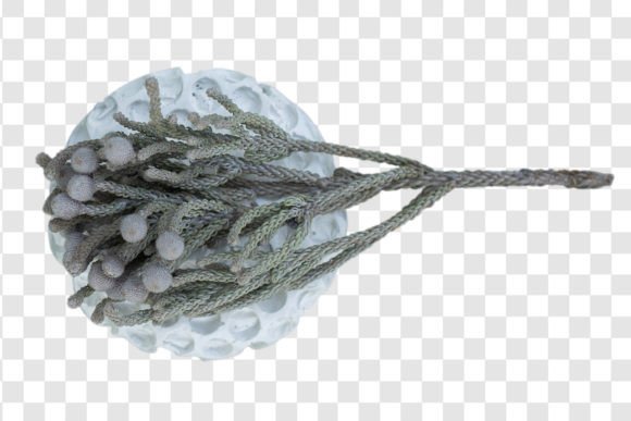1910 Decorative Plant Isolated