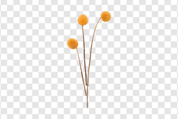 1957 Yellow Decorative Flowers Isolated: A Strategic Design Tool for Modern Creatives