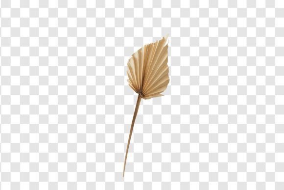 Enhance Your Creative Projects with 739 Dried Decorative Leaf Isolated